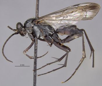 Media type: image;   Entomology 13706 Aspect: habitus lateral view